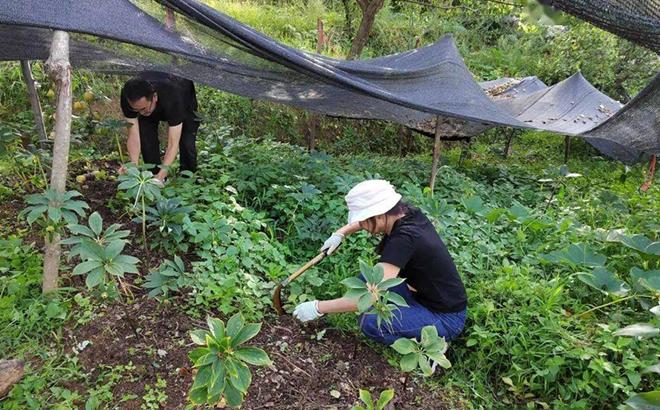 重楼种植草木灰放哪一种-栽重楼用什么肥料做底肥