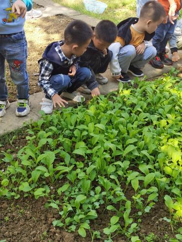 婴儿萝卜种植方法-幼儿种萝卜