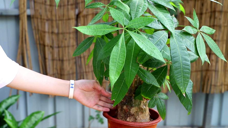 怎样种植发财树的养殖方法-怎样种植发财树视频教程