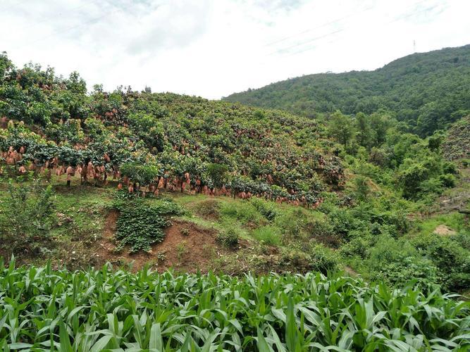 昆山果园种植地出租信息-昆山果苗批发基地