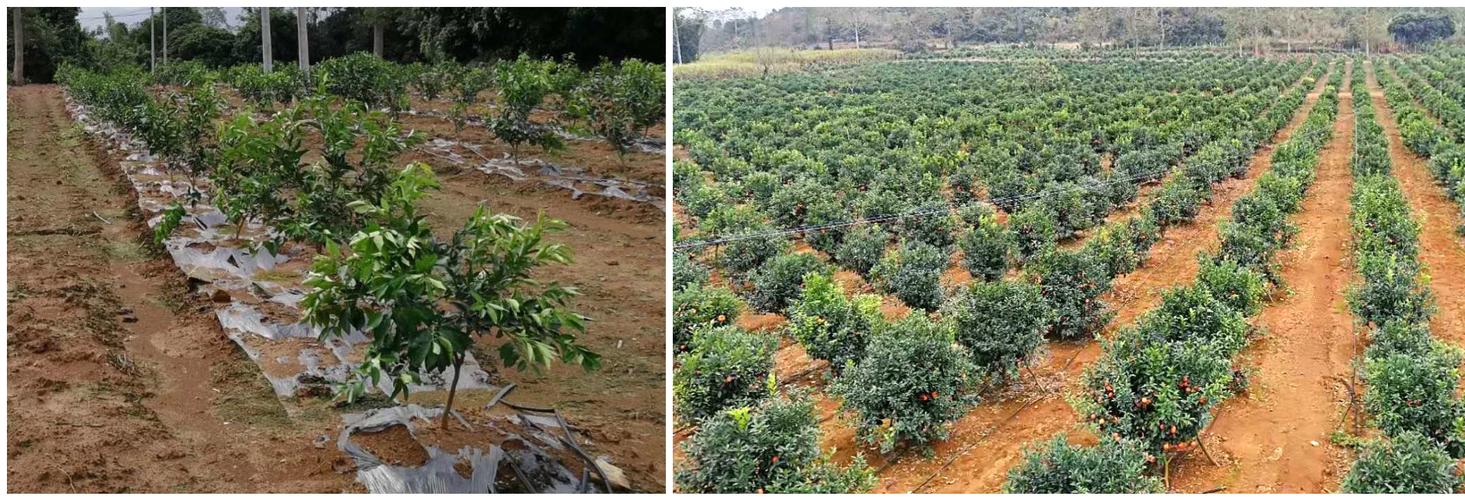 昆山果园种植地出租信息-昆山果苗批发基地