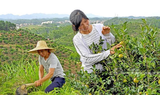 种植油茶信息平台下载-种植油茶效益怎样?