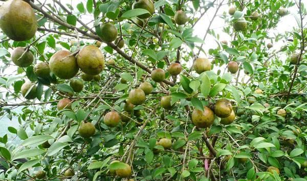 种植油茶信息平台下载-种植油茶效益怎样?