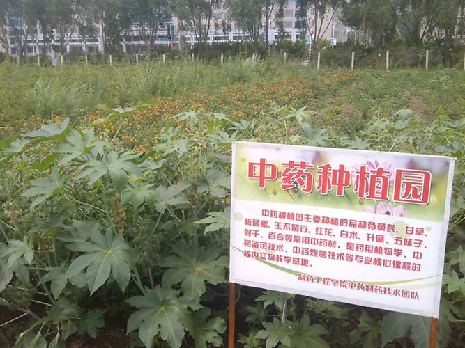 遵义种植基地转让信息网-遵义种植药材公司