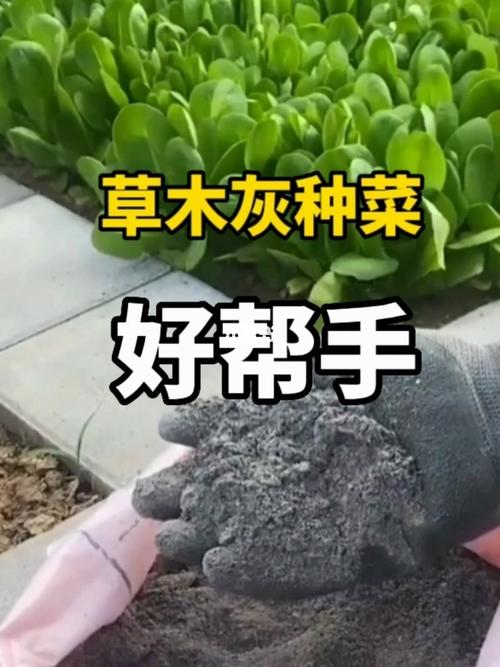 通菜种植放草木灰-种菜能用草木灰吗?