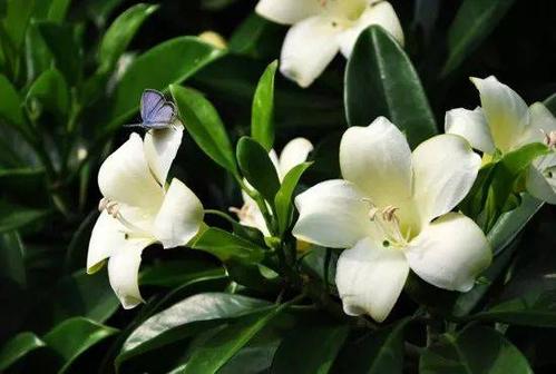 住宅不易种植什么花草木兰-居室不宜种什么花