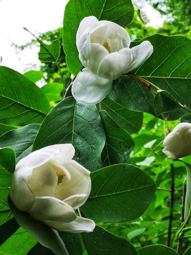 住宅不易种植什么花草木兰-居室不宜种什么花