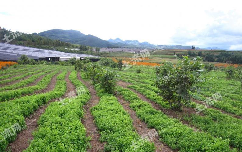 建水种植基地出租转让信息-云南建水适合种植什么