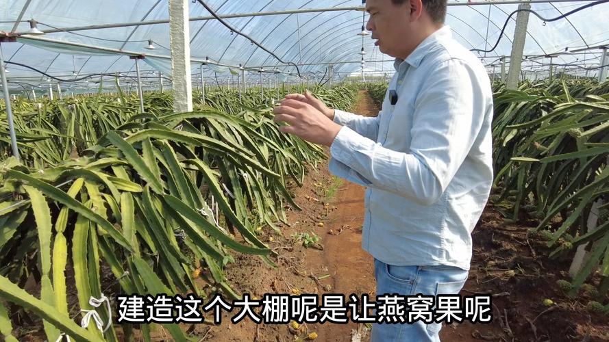 颍上县燕窝果的种植方法-燕窝果种植技术视频