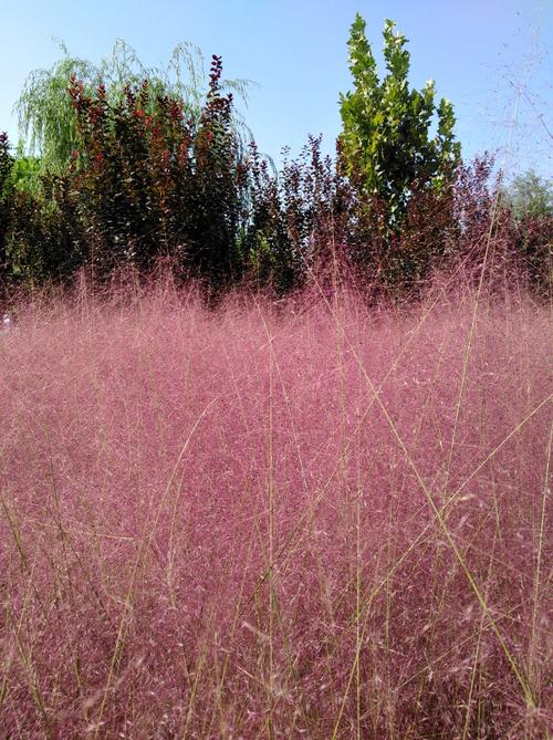 粉黛植物养殖方法-粉黛草怎么养