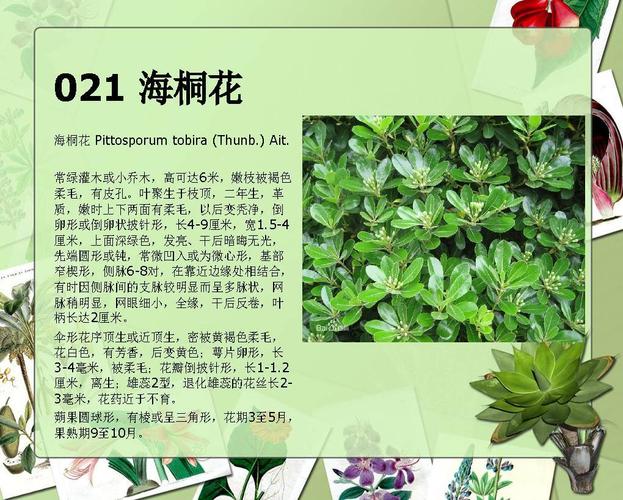 花卉树木知识介绍大全集-花卉知识大全和简介