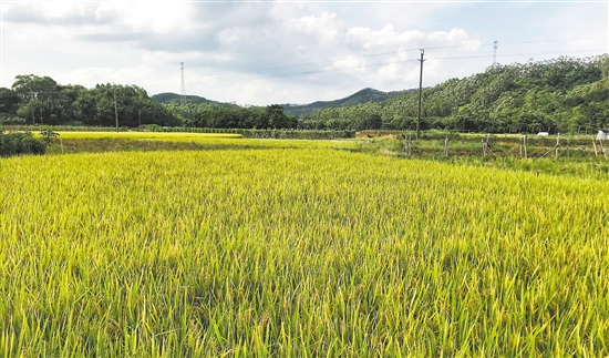 鹤山种植地出租信息网-鹤山土地出售