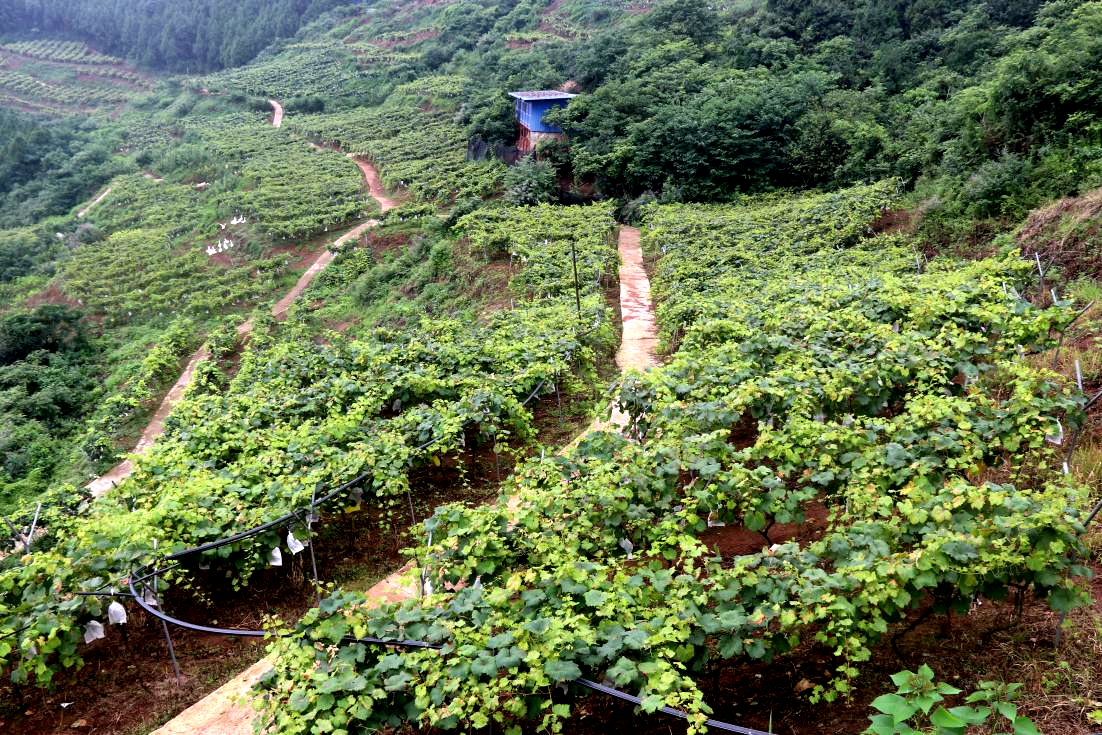 达州草木花卉种植场地址-达州花卉基地