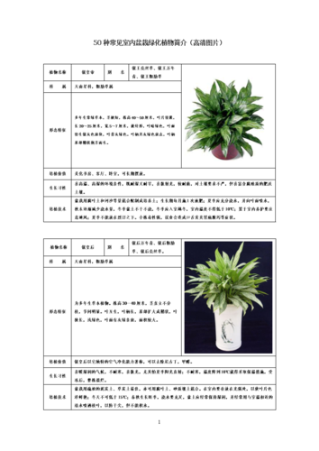 室内花卉应用的基础知识-花卉 室内