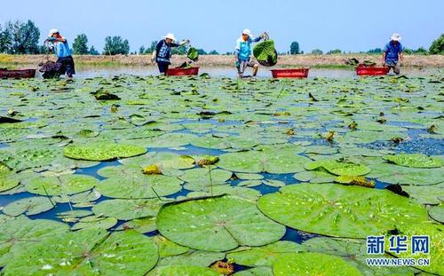 芡实水田种植方法-芡实种植视频农广天地