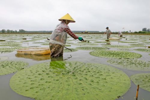 芡实水田种植方法-芡实种植视频农广天地