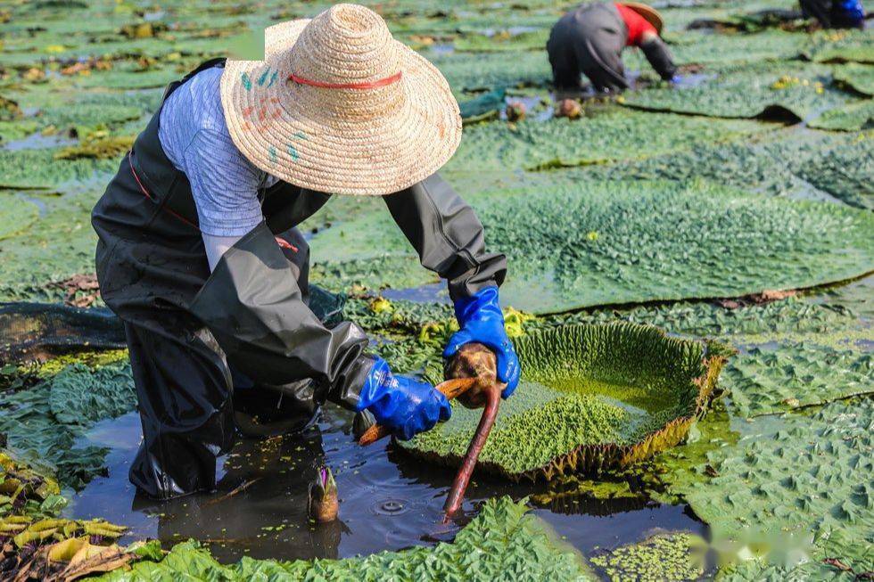 芡实水田种植方法-芡实种植视频农广天地