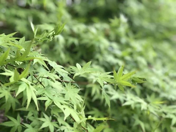 烧过的草木可以种植物吗-烧过的草木可以种植物吗图片