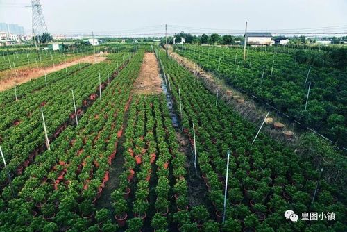 济宁种植大户信息-济宁市苗木种植基地