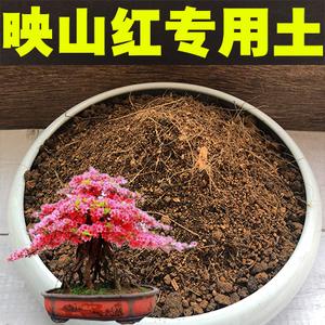 映山红种植可用草木灰吗-映山红可以施什么肥料