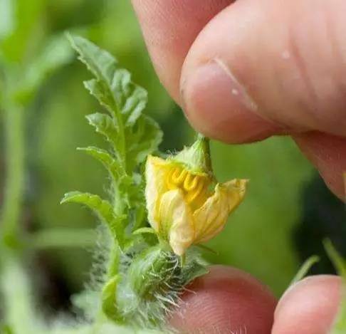 雌蕊西瓜种植方法-西瓜雌花授粉