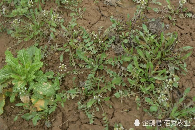 荠菜种植方法-荠菜种植方法和时间介绍