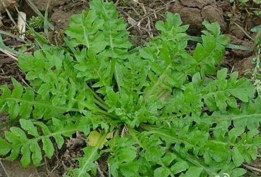 荠菜种植方法-荠菜种植方法和时间介绍