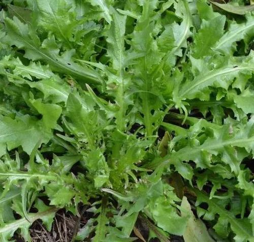 荠菜种植方法-荠菜种植方法和时间介绍