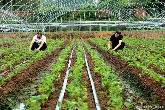 舟山大棚种植招聘信息电话-舟山苗圃基地