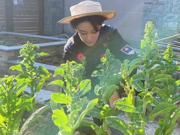 草木灰正确种植太阳花-草木灰怎么种花种菜