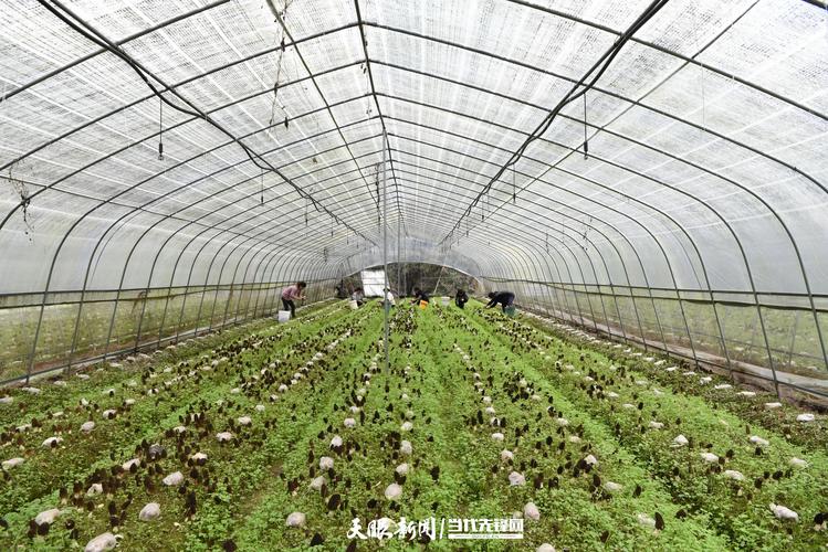 宿迁羊肚菌种植方法-羊肚菌种植项目建设方案