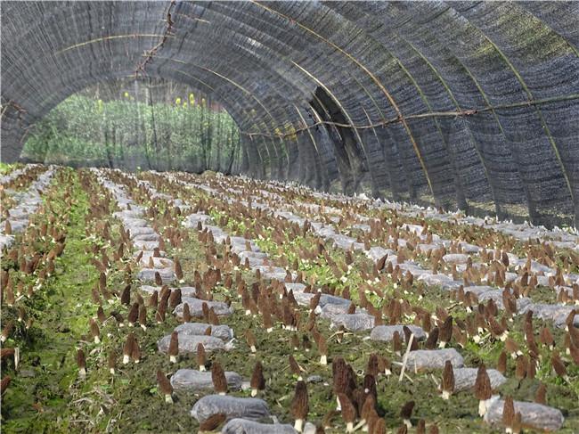 宿迁羊肚菌种植方法-羊肚菌种植项目建设方案