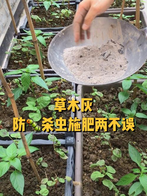 草木灰的种植技巧-草木灰怎么种花种菜