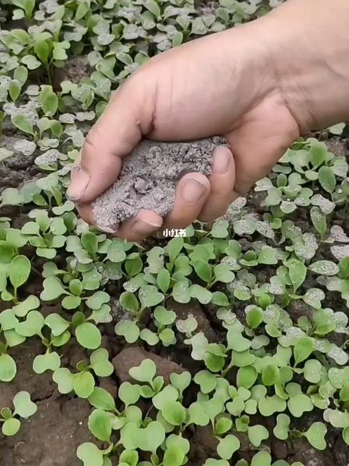 草木灰的种植技巧-草木灰怎么种花种菜