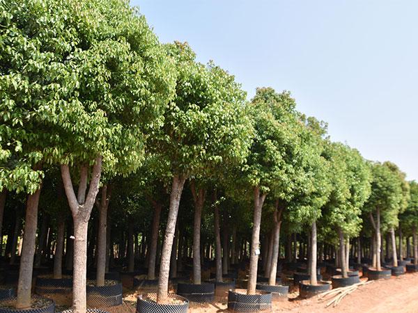 宜良县耘润种植园招聘信息-宜良果树苗圃基地地址