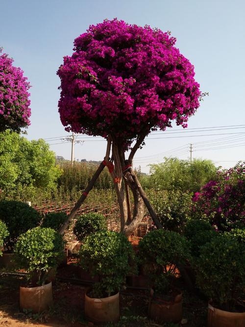 宜良县耘润种植园招聘信息-宜良果树苗圃基地地址