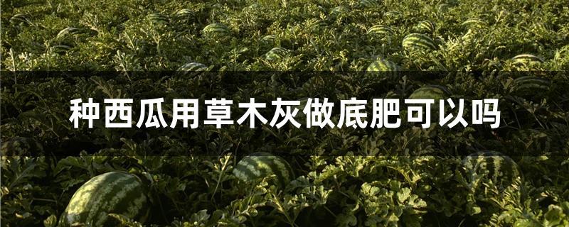 果园里种植草木灰-果树栽种之前用草木灰做基肥可以吗