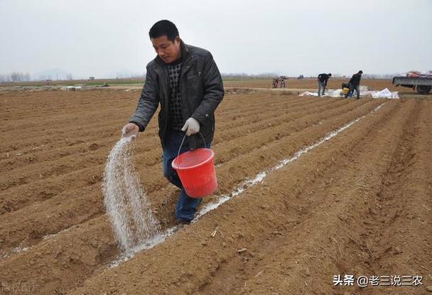 果园里种植草木灰-果树栽种之前用草木灰做基肥可以吗