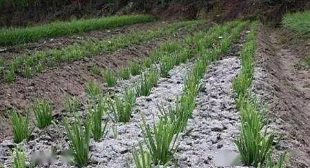 青山区常见草木种植销售方法-草木行业