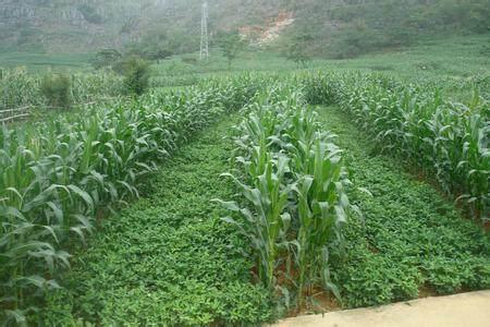 红薯种植培训需求调研信息来源-种红薯的实践报告