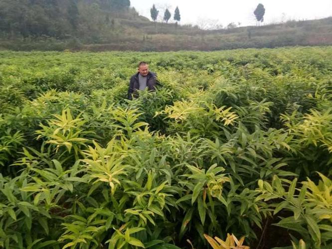 黄精的种植方法-懒人种植十大紧缺药材