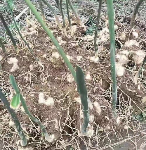 黄精的种植方法-懒人种植十大紧缺药材