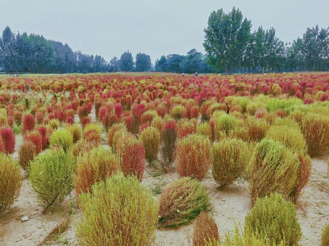 地肤草种植求购信息百度-地肤草的药用价值