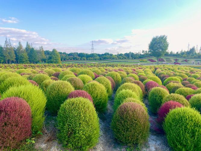 地肤草种植求购信息百度-地肤草的药用价值