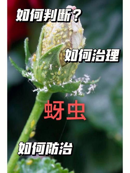 蚜虫养殖用途有哪些方法-蚜虫养殖用途有哪些方法治理