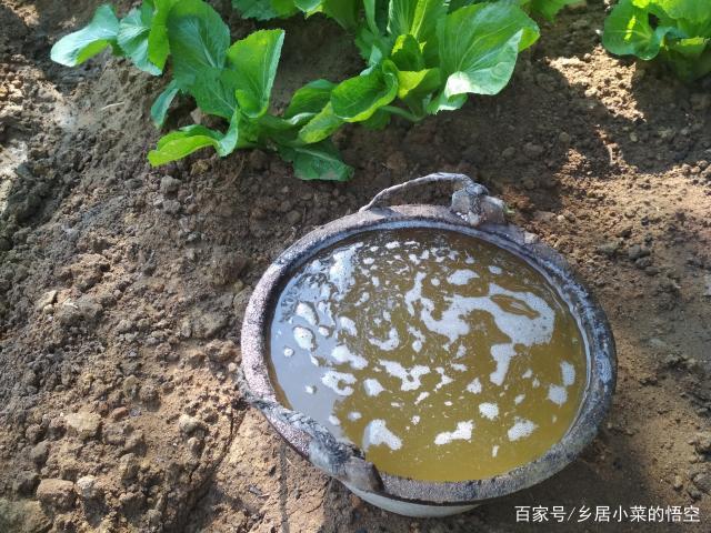 草木灰可以种植柠檬-草木灰可以种蒜吗