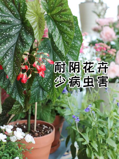 给小朋友讲花卉知识-给小朋友讲花朵的知识有哪些