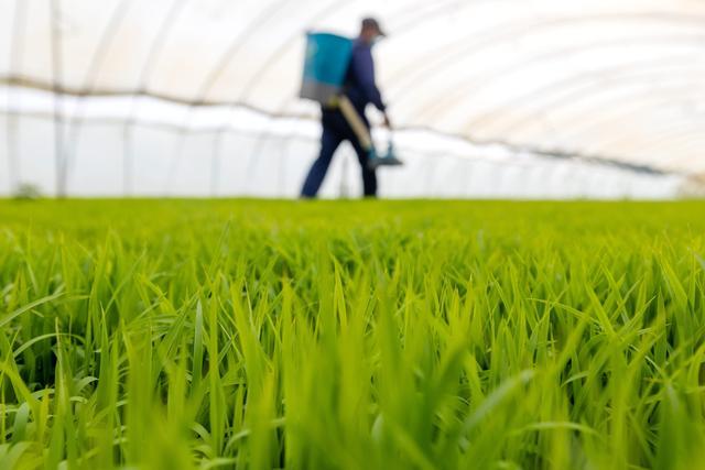 水稻种植管护招标信息公示-水稻种植管护招标信息公示网