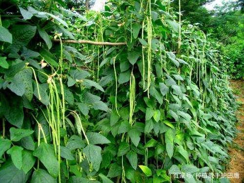 地里豆角种植方法-地豆角种植技术