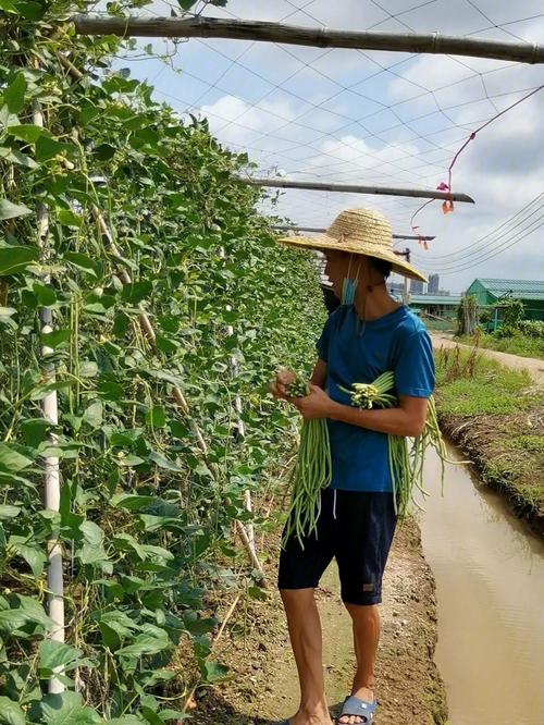 地里豆角种植方法-地豆角种植技术